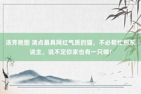 汤芳艳图 清点最具网红气质的猫，不必帮忙别东谈主，说不定你家也有一只哦！