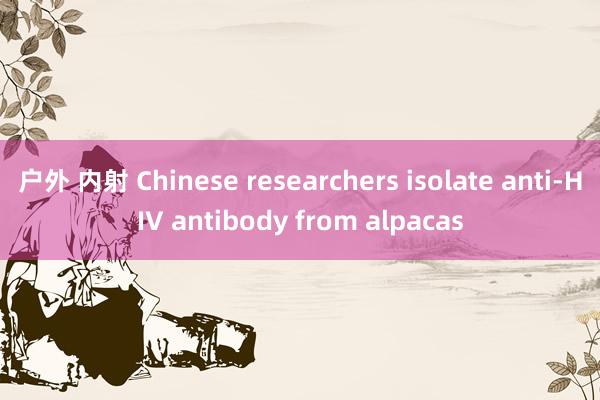 户外 内射 Chinese researchers isolate anti-HIV antibody from alpacas
